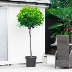 GIANT Lollipop Bay Tree - Laurus nobilis - Large XXXL Specimen - circa 180-200cm