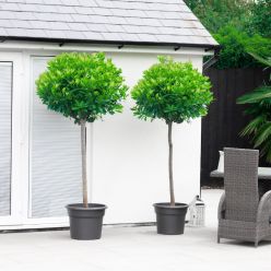 GIANT Lollipop Bay Tree - Laurus nobilis - Large XXXL Specimen - circa 180-200cm