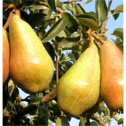 Pear Tree - Carmen - 140-160cm