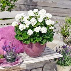 Geranium White - Pelargonium