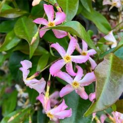 Fragrant Trachelospermum asiaticum Pink Showers - Pinky Wings Star Jasmine Plants - circa 100cms