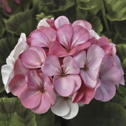 Geranium Pinto Premium White to Rose - Pelargonium