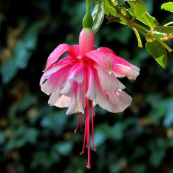 Fuchsia 'Matt Busby' - Double Flowered Trailing Fuchsia