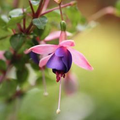 Fuchsia 'La Campanella' - Double Flowered Trailing Fuchsia