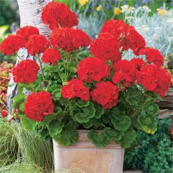 Large Geranium Red - Pelargonium - In Bud & Bloom