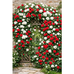 Duo Climbing Rose 'Pure Passion' - White and Red Climbing Rose