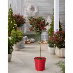 Medium Red Plastic Plant Cover Pot - 12.5cm diameter