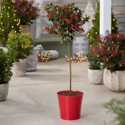 Medium Red Plastic Plant Cover Pot - 12.5cm diameter