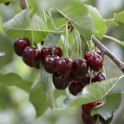  Cherry Tree - Prunus avium Regina - 140-160cm