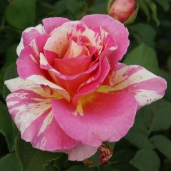 Rose 'Claude Monet' - Climbing Rose