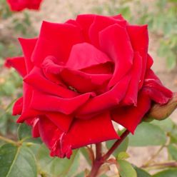 Climbing Rose Fontaine Red