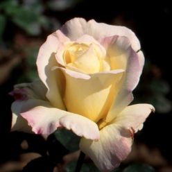 Climbing Rose Golden Dawn