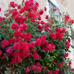 Rose Pauls Scarlet - Red Climbing Rose