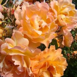 Rose 'Autumn Sunset' - Climbing Rose