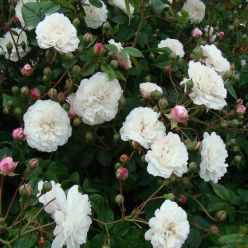Rose 'Felicite Perpetue' - Climbing Rambling Rose