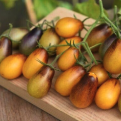 Tomato 'Cherry Indigo Pear Drops'