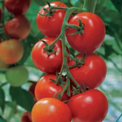 Tomato Plant 'Shirley'