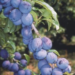 Prunus insititia 'Shropshire Prune'
