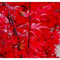 Acer palmatum Skeeters Broom - Japanese Maple