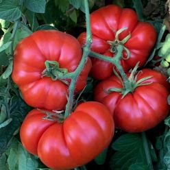 Tomato Plant Beefsteak 'Super Marmande'