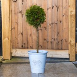 Cupressus 'Castlewellan Gold' - Standard Tree - circa 100cm
