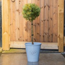 Cupressus Arizonica Fastigiata - Blue Arizona Cypress Standard Tree - circa 100cm