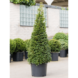 English Yew Topiary Pyramid - Taxus baccata - circa 80cm