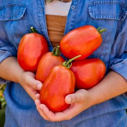 Tomato Plant 'Supersauce'
