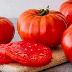 Tomato Plant 'Supersteak'
