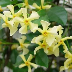 Fragrant Evergreen Trachelospermum 'Chilli and Vanilla' - Star Jasmin - Large 5-6ft Specimen Climber
