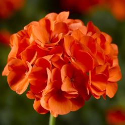 Geranium Orange - Pelargonium