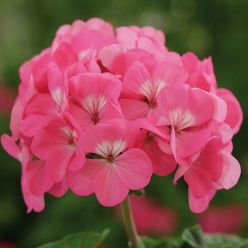 Geranium Rose Pink - Pelargonium Plants - Pack of 6