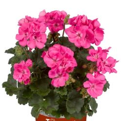 Geranium Rose Pink - Pelargonium