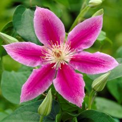 Clematis Dr Ruppel