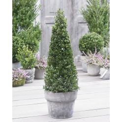 Topiary Ilex Crenata 'Dark Green' 80-100cm Pyramid