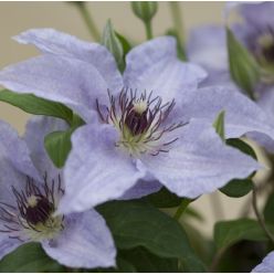 Clematis Myosotis