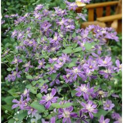 Clematis Arabella
