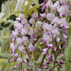 Wisteria floribunda Rosea - (Honbeni) Pink Japanese Wisteria