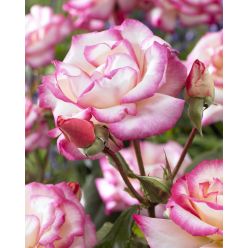 Rose 'Handel' - Climbing Rose