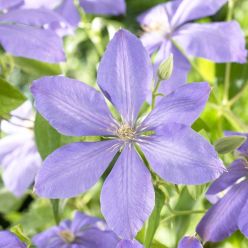 Clematis 'Mrs Cholmondeley'