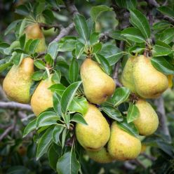 Pear Tree - Williams bon Chretien
