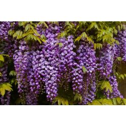 Wisteria floribunda Violacea Plena - Black Dragon - Large Specimen Plant 6ft