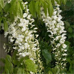 Wisteria floribunda Longissima Alba - Shiro Noda - Rare White Japanese Wisteria - circa 5-6ft