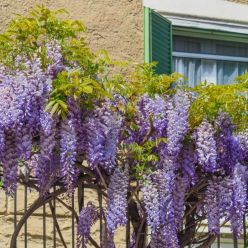 Wisteria Bachybotrys Ikoyama Fuji- circa 5-6ft