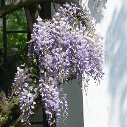 Wisteria floribunda 'Eranthema' - Large Specimen Plant - circa 6-7ft