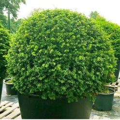 English Yew Topiary Ball - Taxus baccata - Small