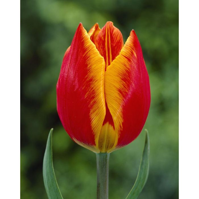 Tulipa Flair Orange Red Edged Yellow Tulips