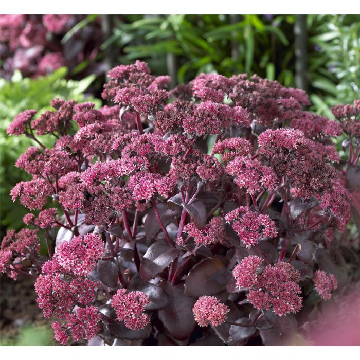 Sedum telephium Purple Emperor