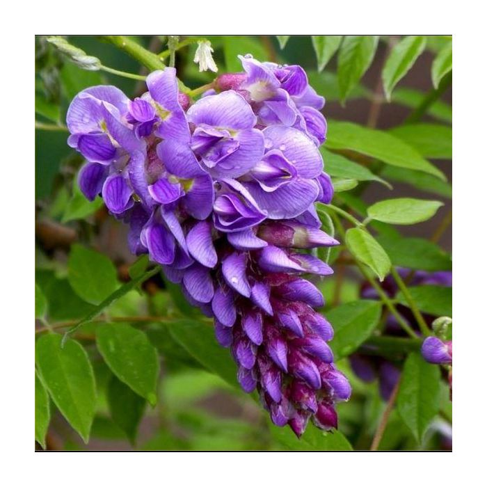 Wisteria frutescens ''Amethyst Falls'' - Dwarf Wisteria Trained on a Trellis