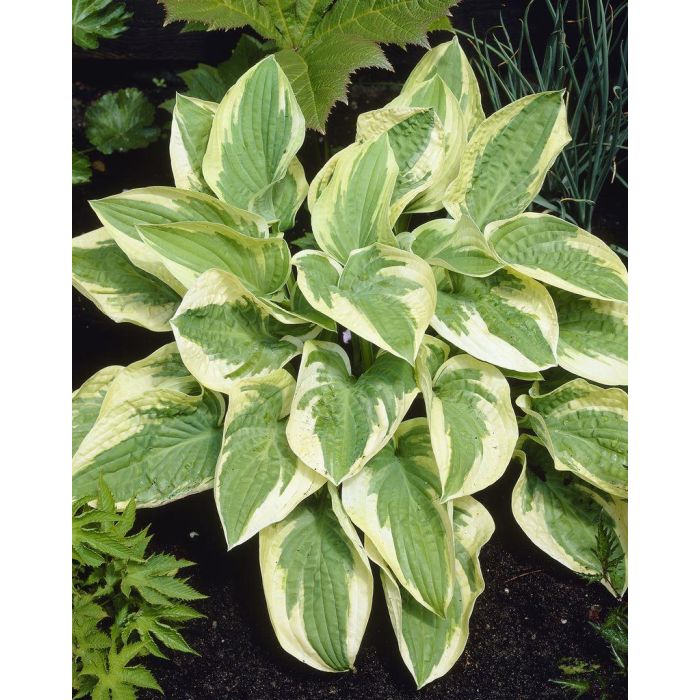 Hosta 'Wide Brim'